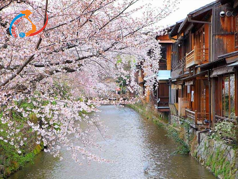 Sông Shirakawa – Kyoto