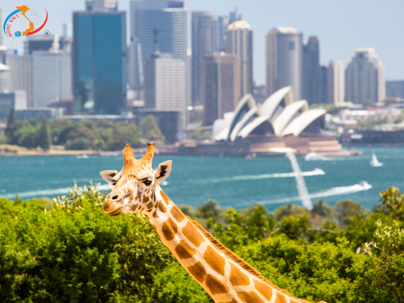 DU XUÂN 2026 TẠI AUSTRALIA  XỨ SỞ KANGAROO - MELBOURNE – SYDNEY - BALLARAT