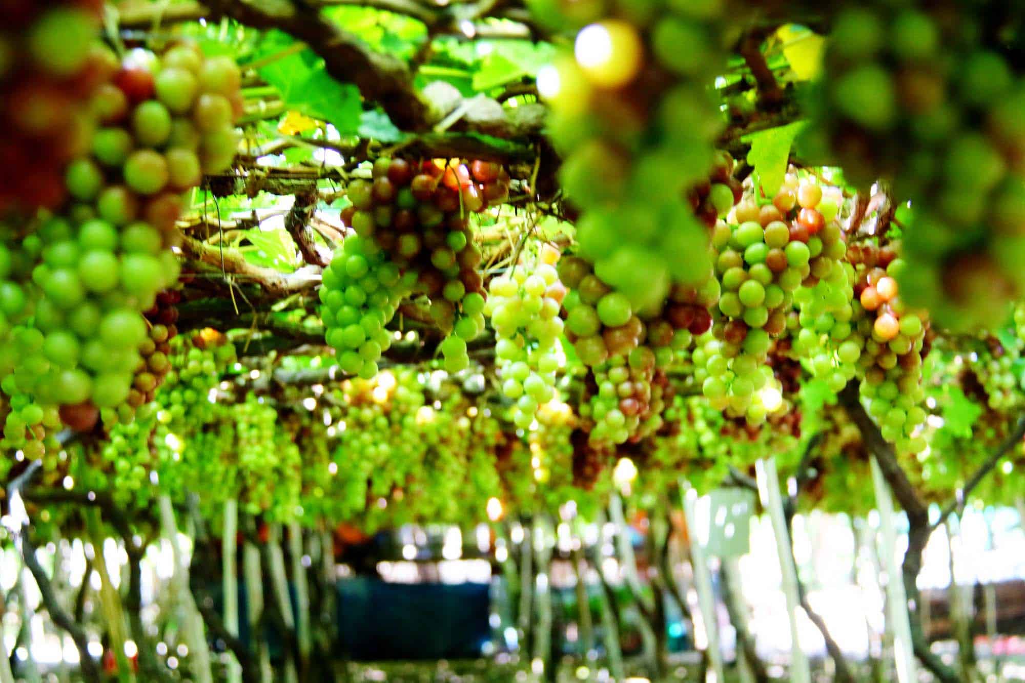 TOUR NINH CHỮ  – VĨNH HY 3N2Đ