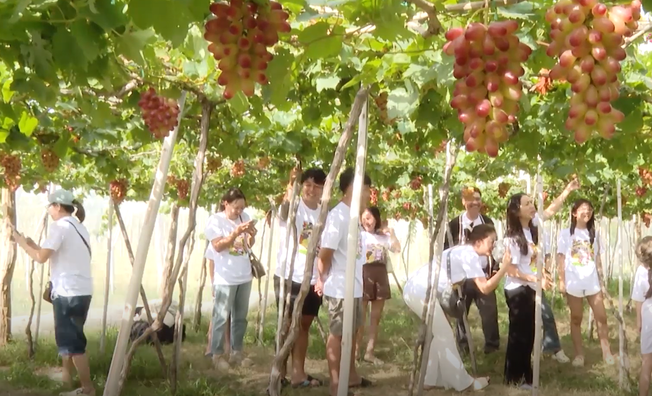 TOUR NINH CHỮ - VĨNH HY - HANG RÁI - TIÊN TIẾN FARM & ZOO-2 NGÀY 2 ĐÊM + TEAM BUILDING & GALA